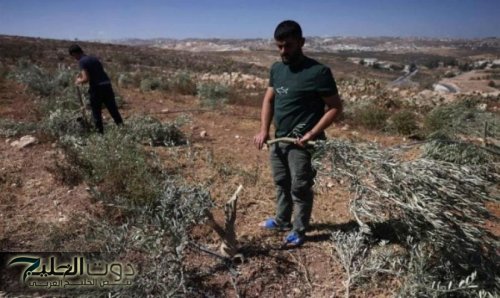 هجمات المستوطنين تُهجّر نحو 100 أسرة فلسطينية من الضفة خلال أسبوعين