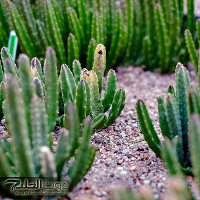 صدمة تهز الشارع اليمني ... "مأساة لا يتخيلها عقل" عشبة علاجية تقتل 4 من أسرة واحدة في تعز اليمنية