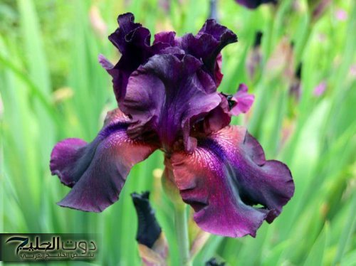 “كنز رباني ثمين هتلاقيه حواليك”…اكتشف الأعشاب الفعالة لعلاج آلام المفاصل والركبة بدون جراحة لن تصدق النتائج!