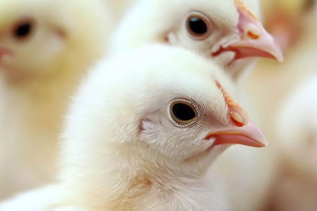 من 4 جنيهات فقط.. أرخص أنواع الكتاكيت في...