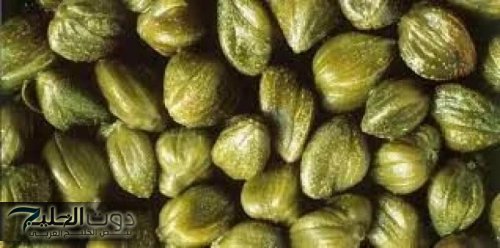 مفيش كيماوي تاني من النهاردة.. عشبة جهنمية جبارة تقضي على الورم تماما تنمو في فصل الشتاء