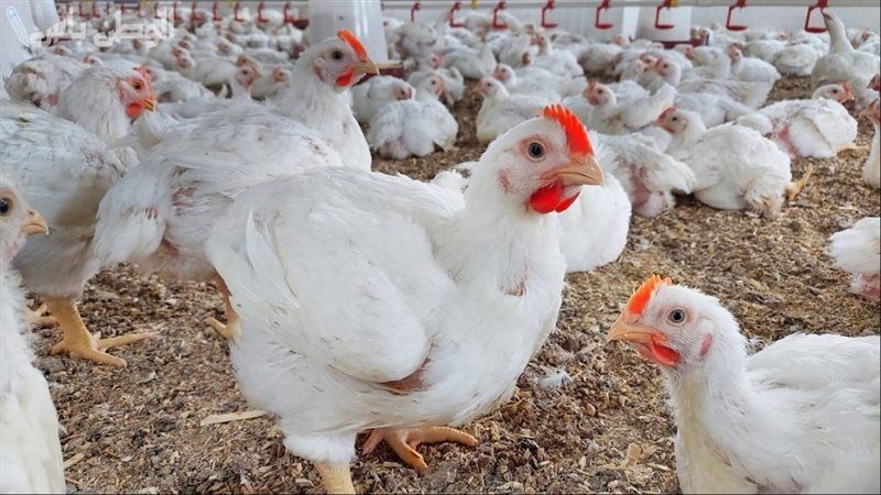 بكام الكيلو؟ سعر الفراخ البيضاء اليوم في بورصة...