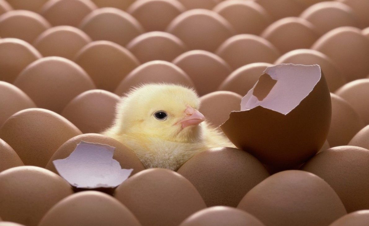 بـ 12 جنيه فقط.. سعر الكتكوت الأبيض اليوم...