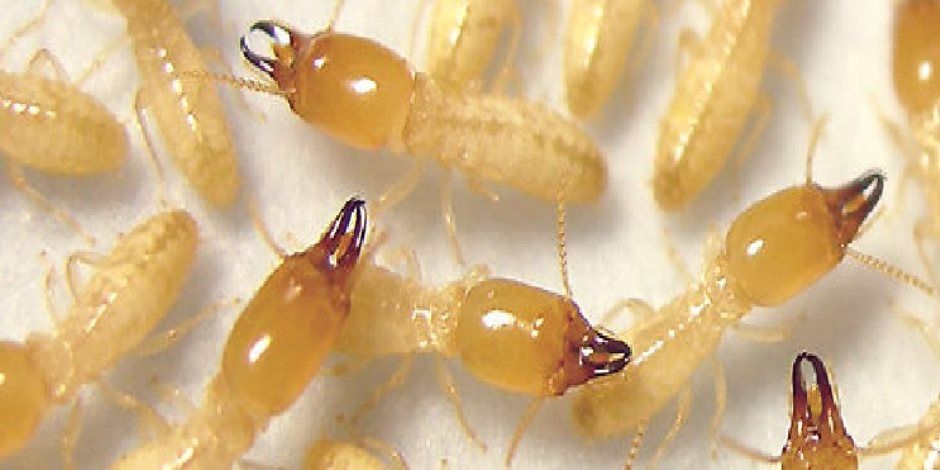 الزراعة: النمل الأبيض لا يدمر الحوائط ولا الطوب.. وخدمات مجانية لمكافحته