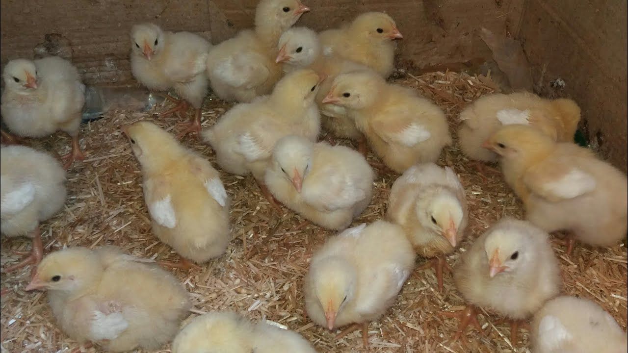 سعر الكتكوت الابيض اليوم الإثنين 26 يناير 2026...