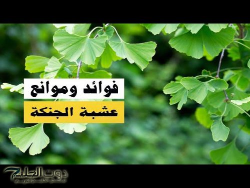 “كلمة كنز من ذهب قليلة عليها”.. عشبة بسيطة تقوي الذاكرة وترجع الشايب شباب بسرعة قياسية