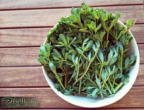 الكل عارفها كويس.. عشبة برية برائحة جبارة تنمو في الاجواء الوعرة لكنها تقضي على الورم الخبيث ودواء سحري