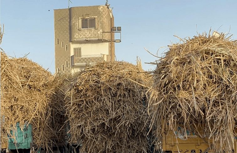 «القابضة الغذائية»: توريد 630 ألف طن قصب لمصانع السكر والصناعات التكاملية