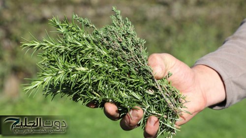 «نازله من السما عليك عليك علي طول»… عشبة بسيطة موجودة في كل منزل دون أن تعلم الكنز العجيب والكبير الذي