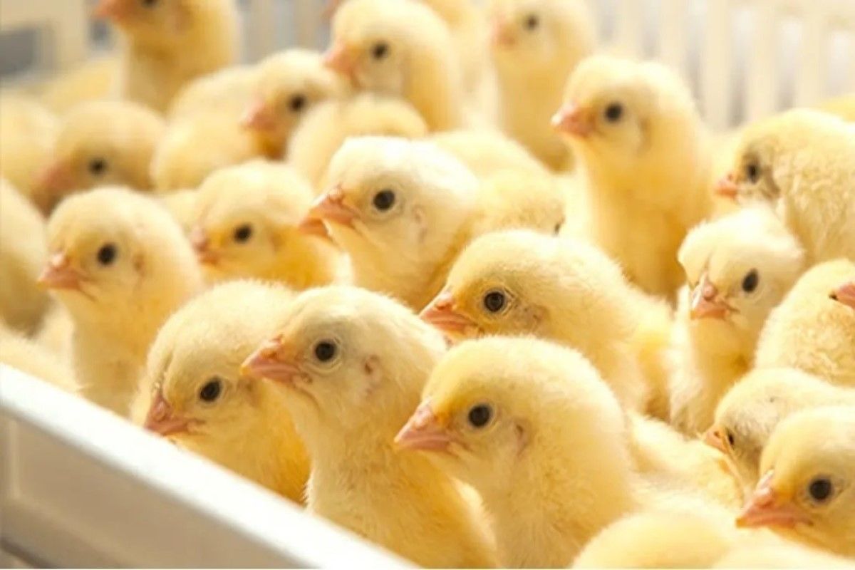 بكم سعر الكتكوت الأبيض اليوم؟ تحديثات بورصة الدواجن...