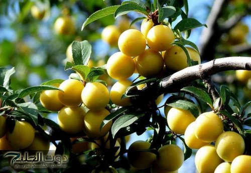 «هتطلعها من درج المطبخ في بيتك!» .. تمنع ارتفاع السكر في الدم وتخفض الوزن وتقضي على الإمساك في 5 دقائق فقط