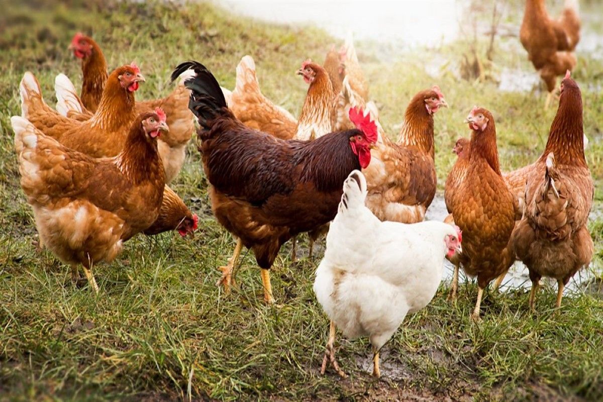 ثبات مفاجئ في سعر الفراخ البيضاء اليوم.. هل...