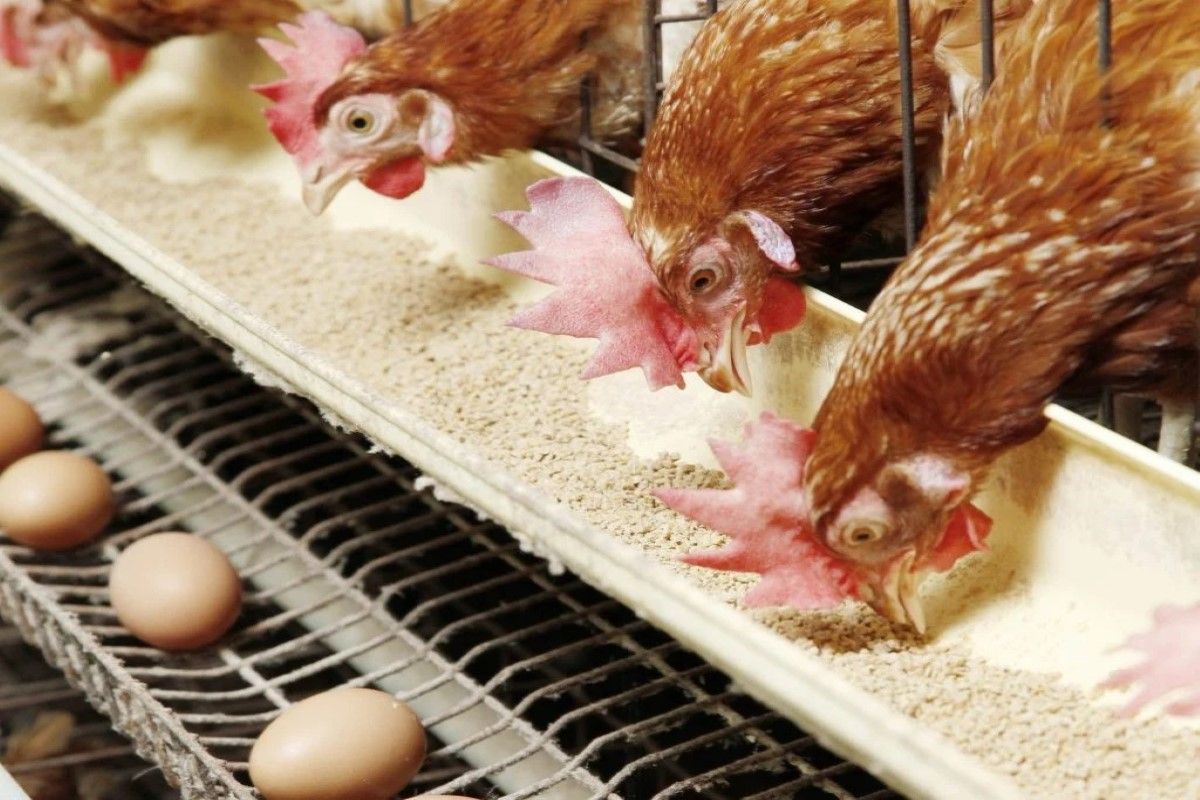 سعر كيلو الفراخ البيضاء اليوم في بورصة الدواجن.....