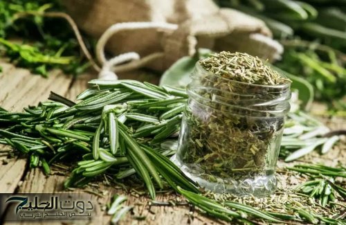 «وداعا لجرعات الكيماوي المرهقة»!!.. عشبة جهنمية جبارة تقضي على الورم تماما تنمو في فصل الشتاء