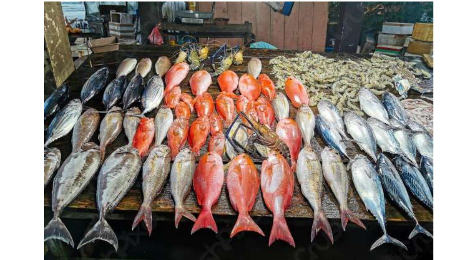 استقرار أسعار الأسماك في أسواق الإسكندرية اليوم الخميس...