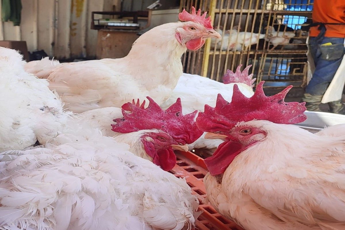 زيادة 7 جنيهات.. اسعار الفراخ البيضاء اليوم الخميس...