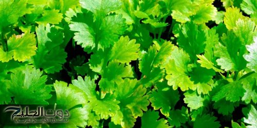 تصنع المعجزات في 3 ساعات : عشبة خضراء برائحة حلوة وبسعر التراب تزيل السموم من الجسم وتمنع ارتفاع سكر الدم