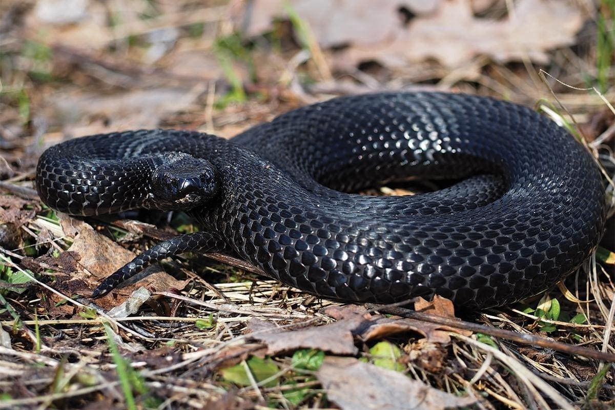 لا تتجاهل تفسير حلم الثعبان الأسود في بيتك...