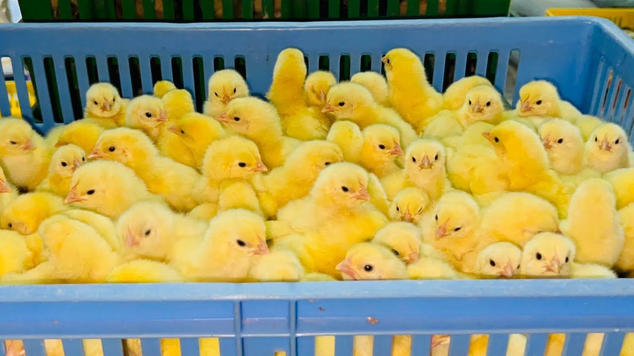 تحديث بورصة الدواجن.. سعر الكتكوت الأبيض اليوم مع...