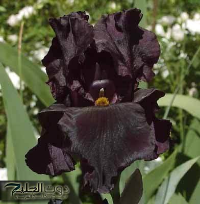 "كنز رباني ثمين موجود في كل بيت"...اكتشف الأعشاب الفعالة لعلاج آلام المفاصل والركبة بدون جراحة