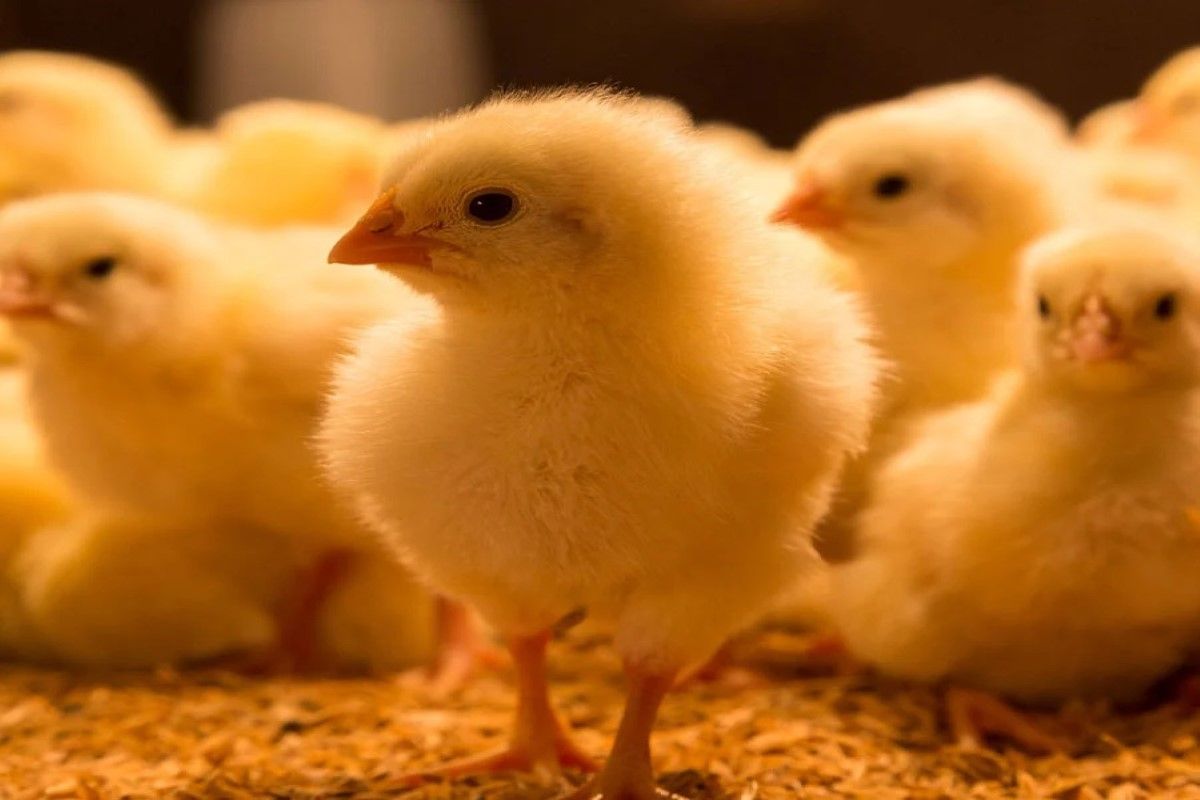 سعر الكتكوت الأبيض اليوم في بورصة الدواجن والشركات:...