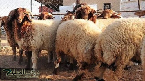 الزراعة النيابية تناقش استيراد الحليب المجفف وتصدير الخراف ومشاريع الحراج