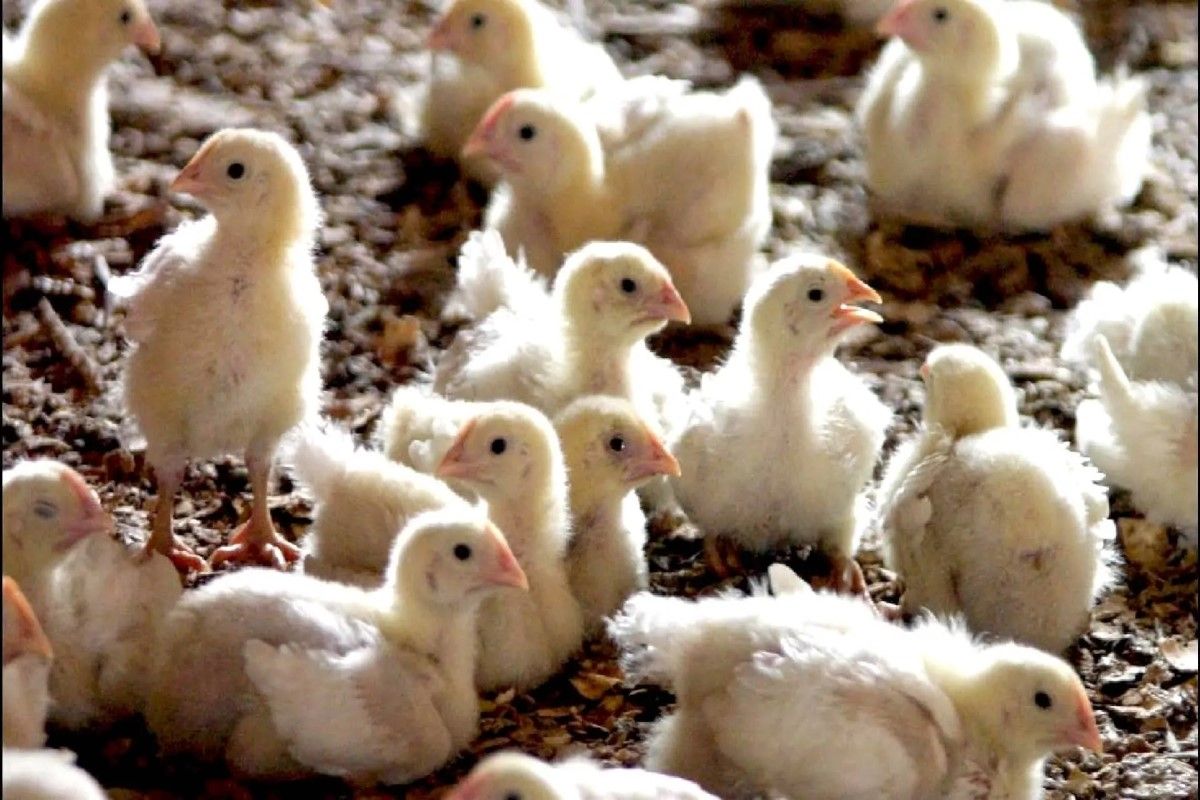 استعدادًا لرمضان.. كم سجل سعر الكتكوت الأبيض اليوم...