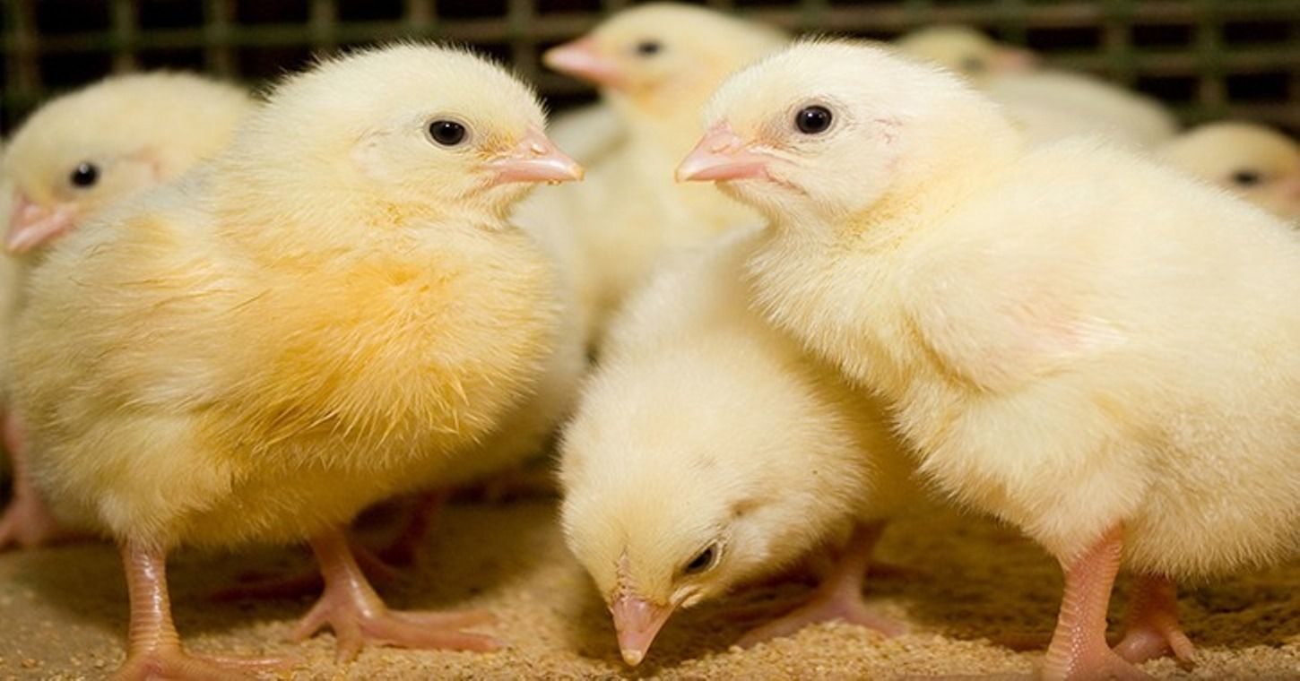 آخر تحديث الآن.. سعر الكتكوت الأبيض اليوم السبت...