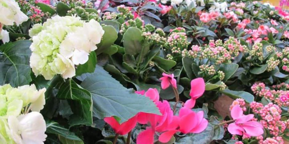 استمرار توافد الشركات والمؤسسات المتخصصة لحجز مساحاتها بفعاليات "معرض زهور الربيع 2026"