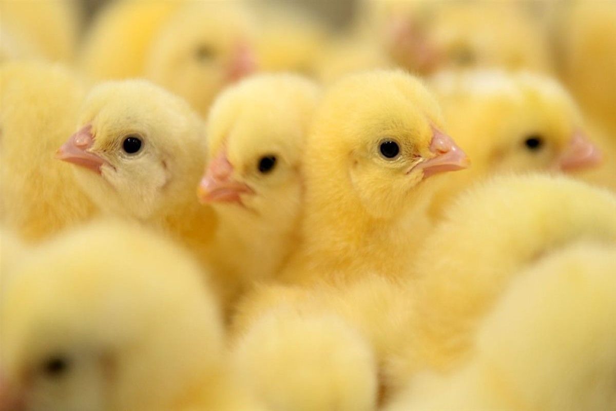 بشرى للمربين: استقرار بورصة الدواجن وسعر الكتكوت الأبيض...