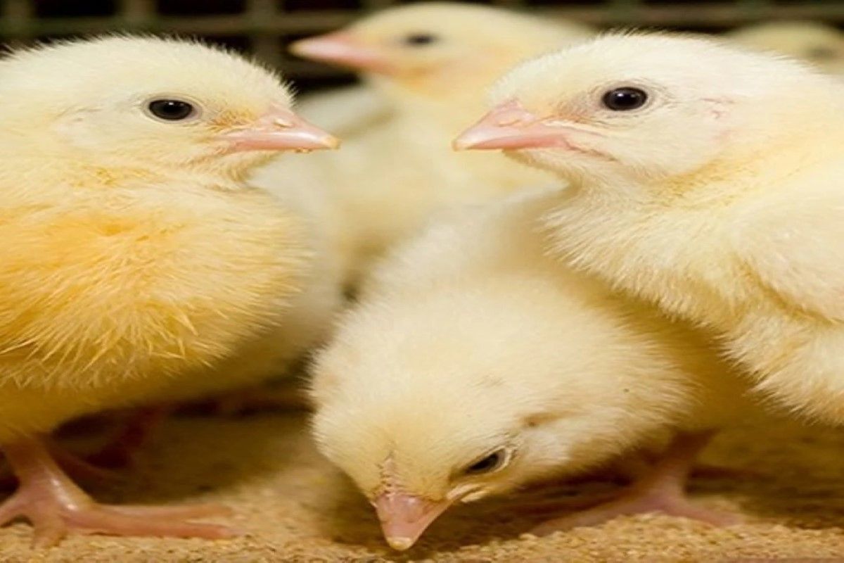 سعر الكتكوت الأبيض اليوم في المزرعة.. تحديث أسعار...