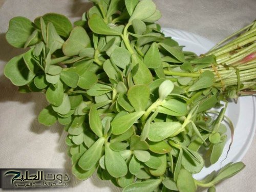 كنز رباني يحمي صحتك من الأمراض.. فوائد مذهلة لنبات الرجلة