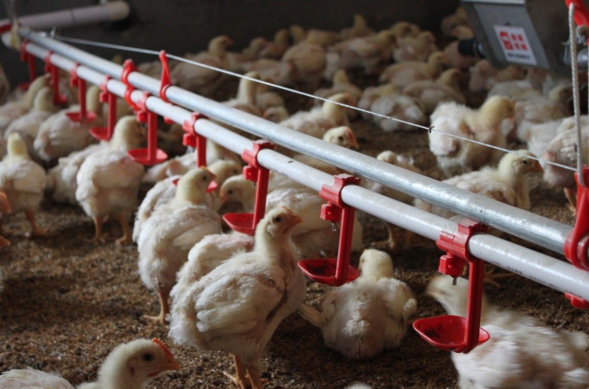 تطورات.. تحديث سعر الفراخ البيضاء اليوم الأربعاء بعد...