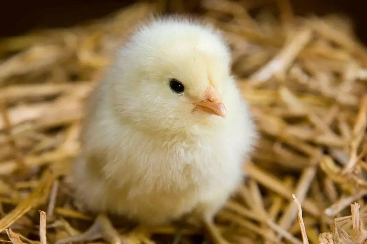 انهيار مفاجئ في أسعار الكتاكيت.. سعر الكتكوت الأبيض...