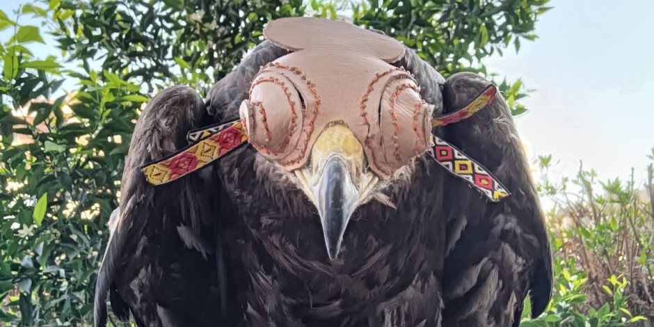 ضمت عقاب ذهبى وحرباء مصرية.. ضبط أنواع برية مهددة بالانقراض فى حملة على سوق الجمعه