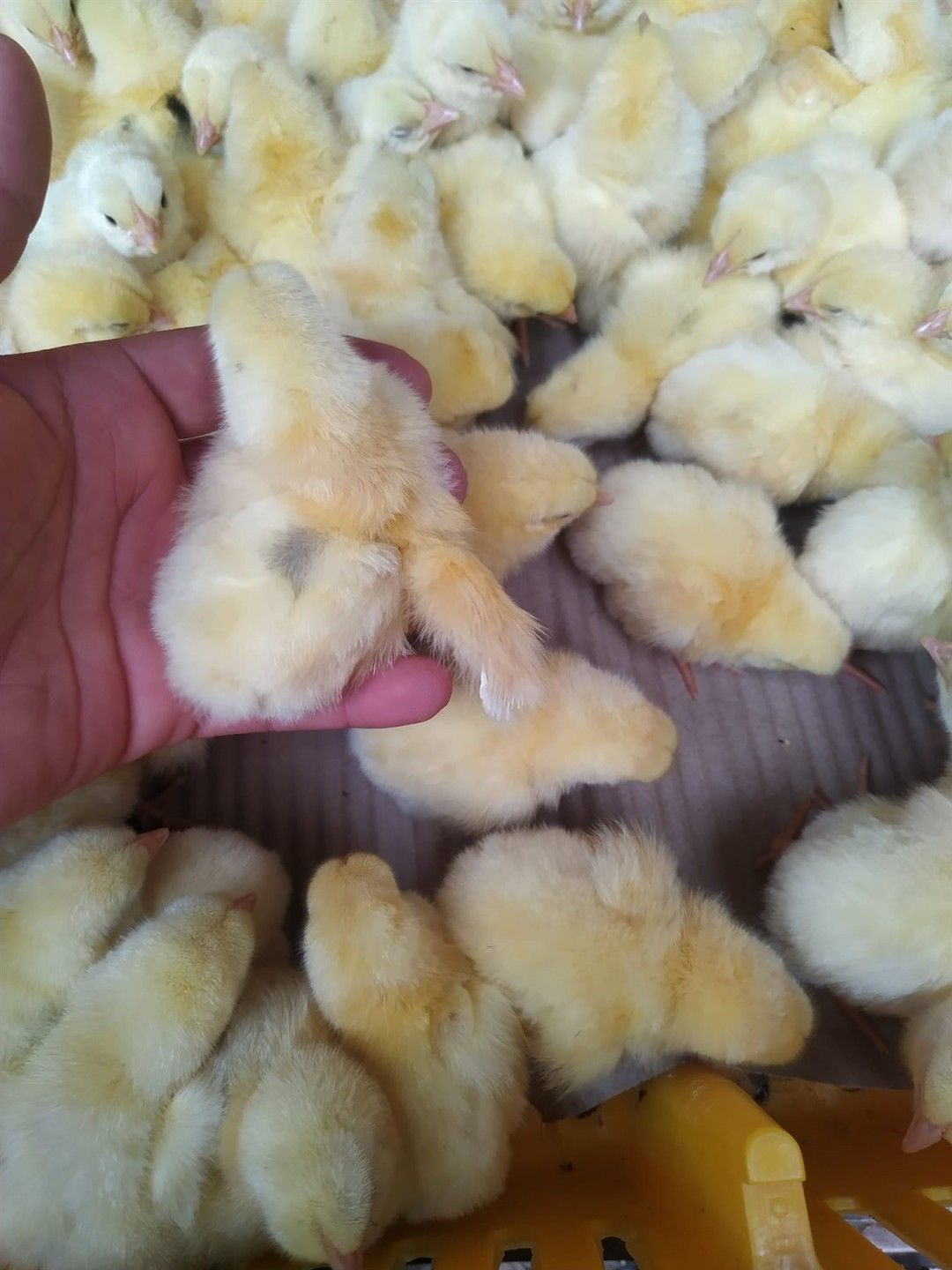 كم سعر الكتكوت الأبيض اليوم؟ أسعار الكتاكيت في...