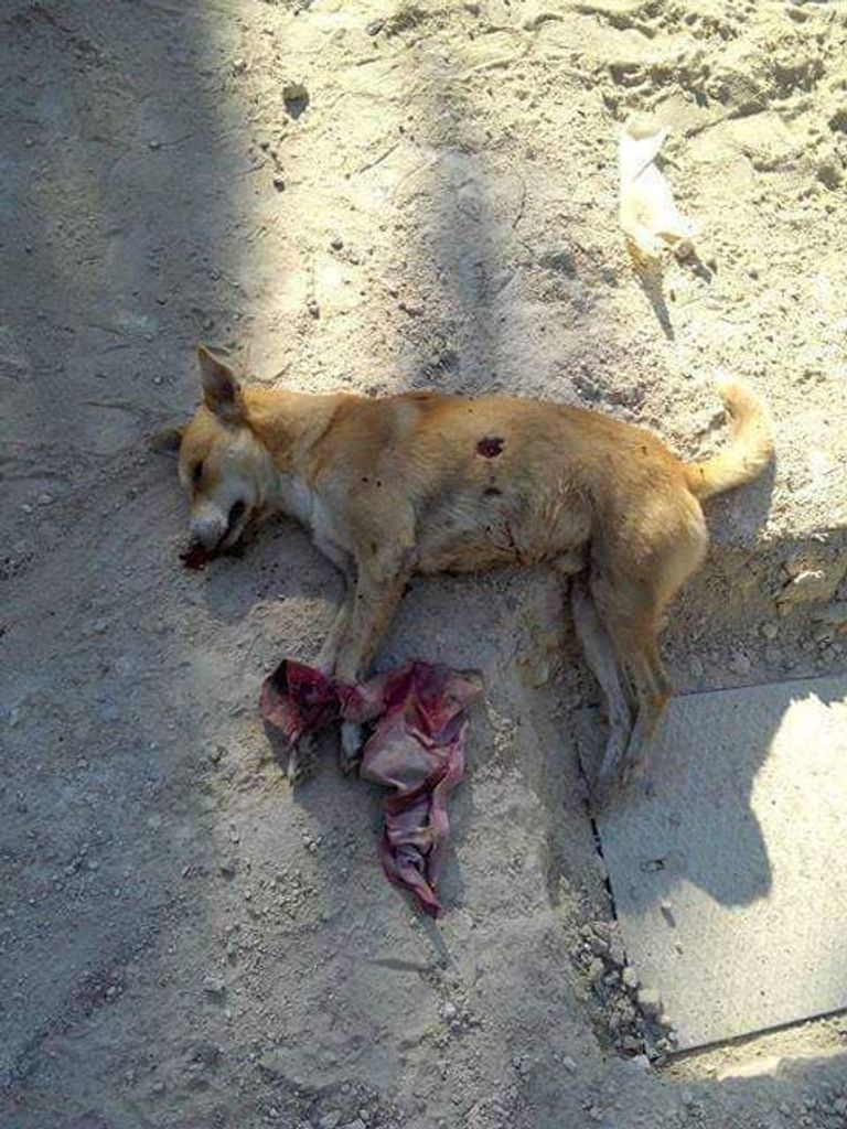 فيديو اعتداء على كلاب يثير الرأي العام.. القانون...