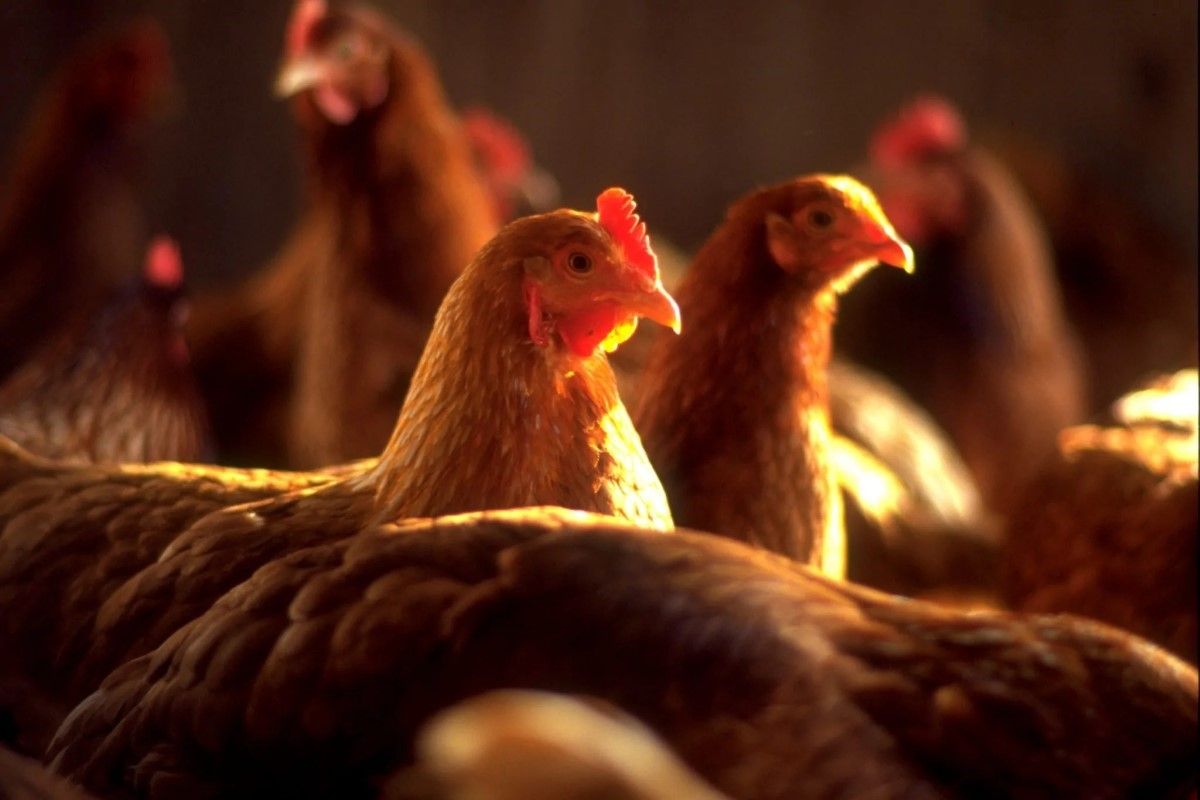 تحديث بورصة الدواجن الآن.. سعر الفراخ البيضاء اليوم...