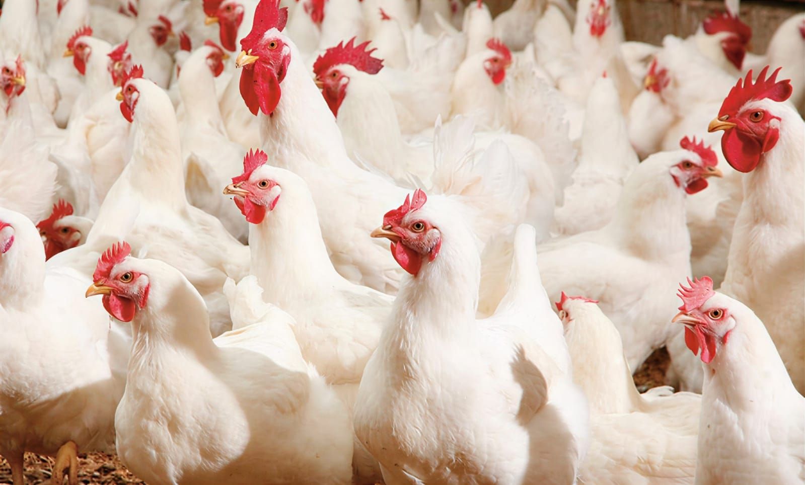 ارتفاعات جديدة الآن..أسعار الدواجن والبيض في الأسواق المصرية...