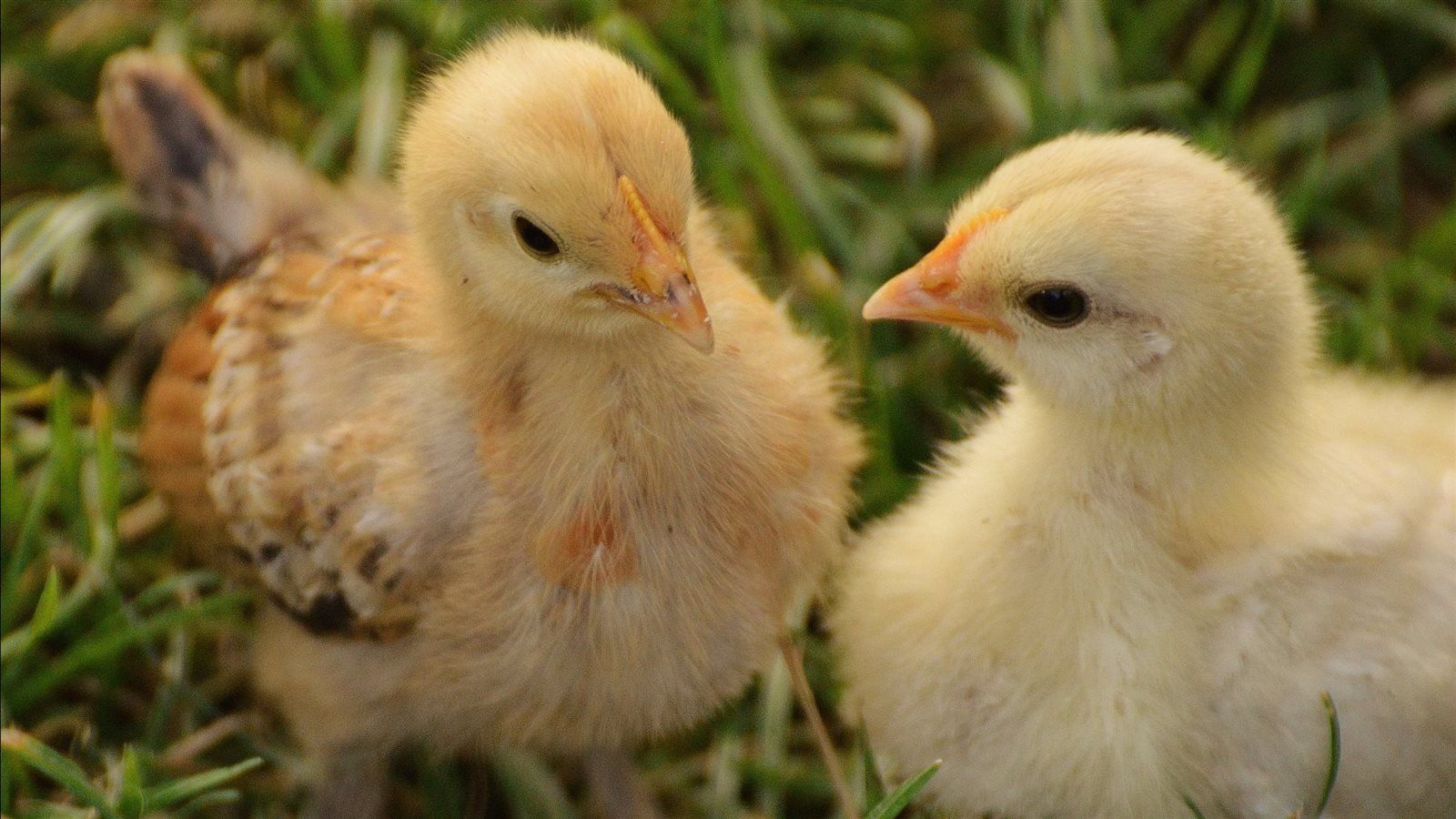 أسعار الكتاكيت اليوم السبت 14 مارس 2026 في...