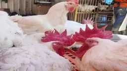 بكام النهاردة؟ سعر الفراخ البيضاء اليوم الأحد 22...