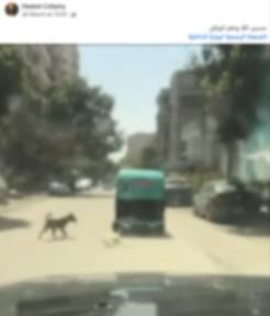 ضبط سائق "توك توك" "سحل" كلب نافق بمركبته بالقاهرة