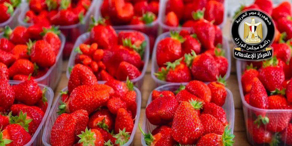 الفراولة أمنة وغير مسرطنة.. مجلس الوزراء يؤكد جودة وسلامة مختلف المنتجات الزراعية المصرية