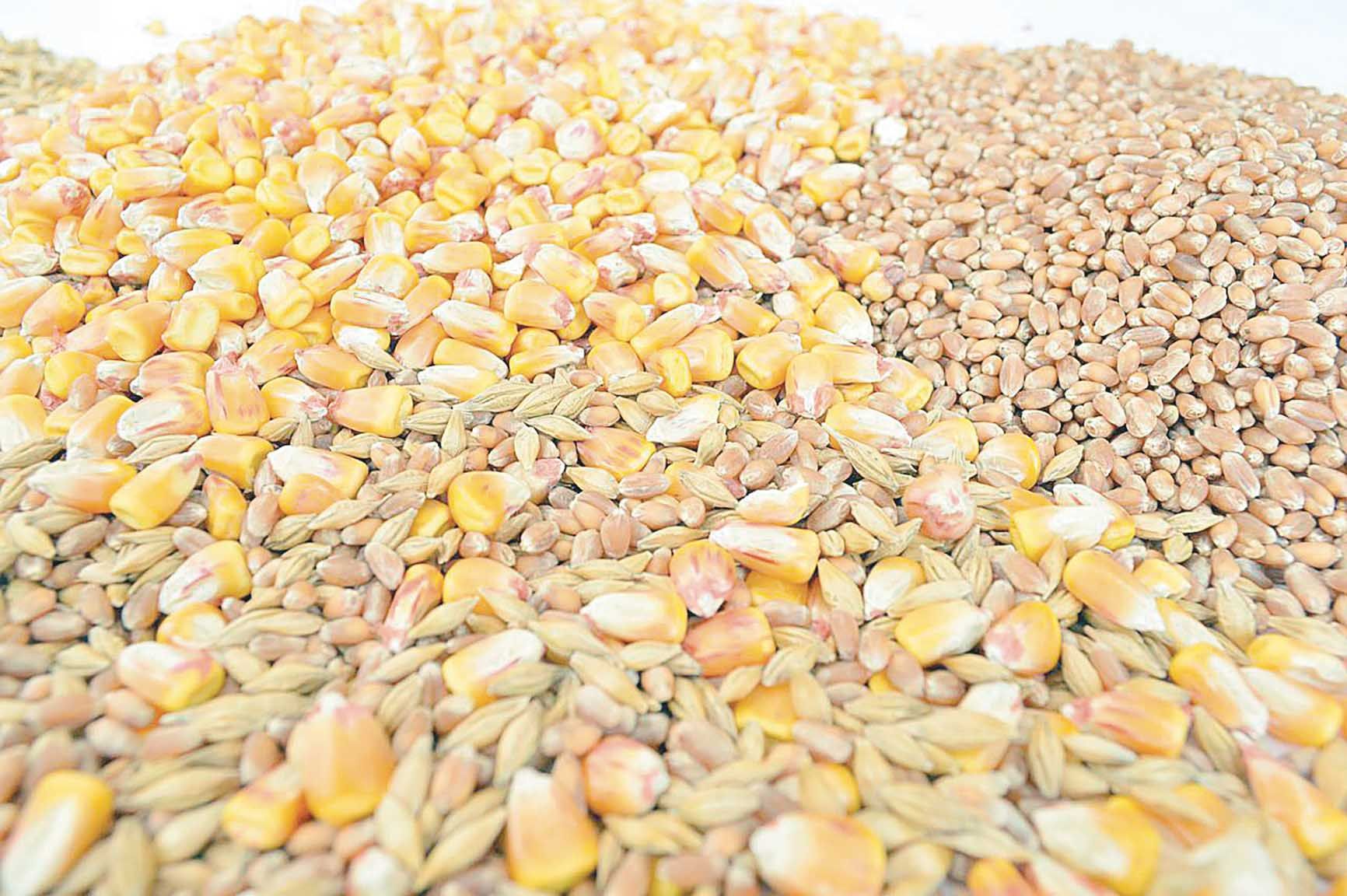 ارتفاع سعر العلف 25%.. كيف يؤثر الدولار على...