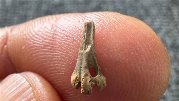 قبل 40 مليون سنة.. بقايا طائر نادر تضع...