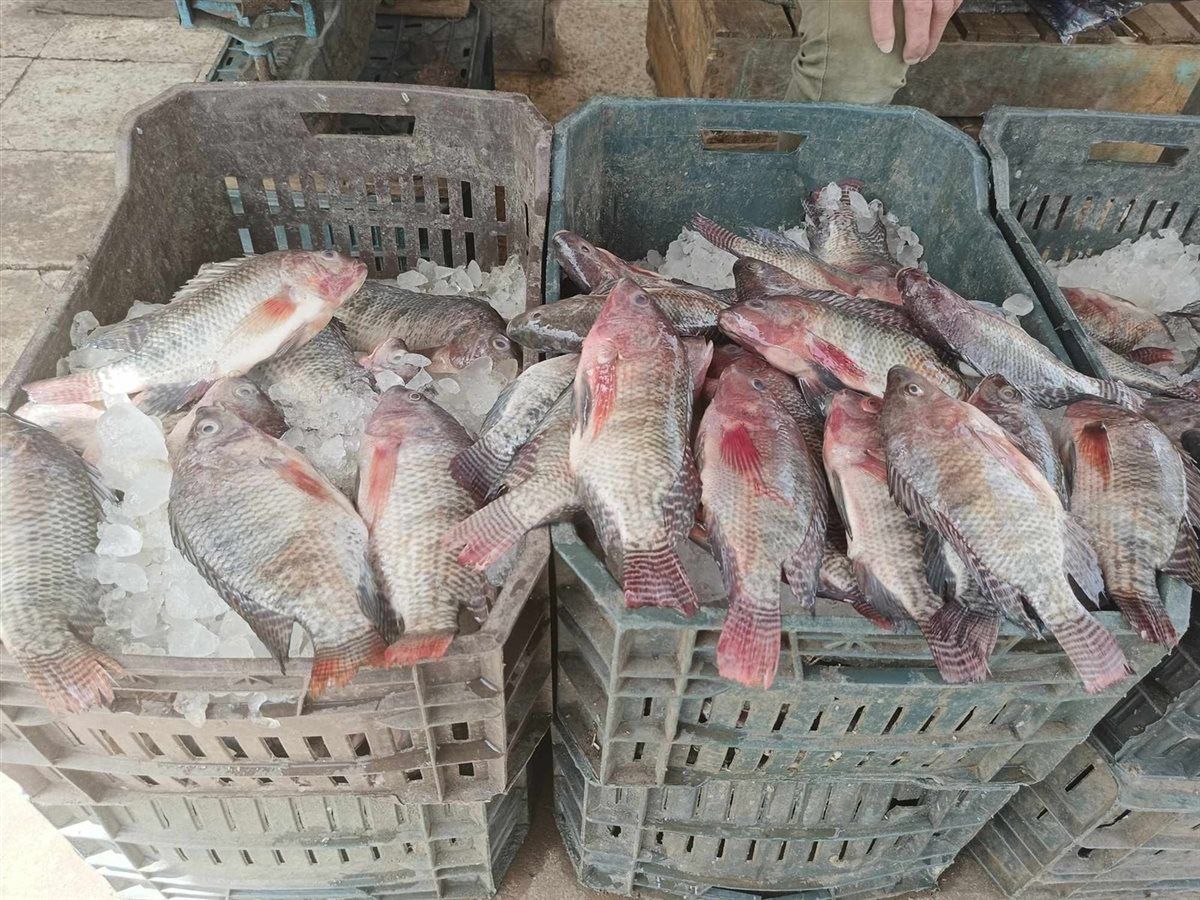 الجمبري بكام؟.. أسعار السمك اليوم السبت 11 أبريل...