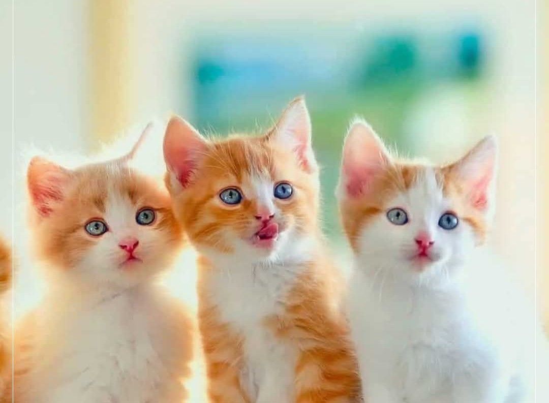 إعلان رسمي علمية: كيف تساهم القطط في تطوير علاجات...