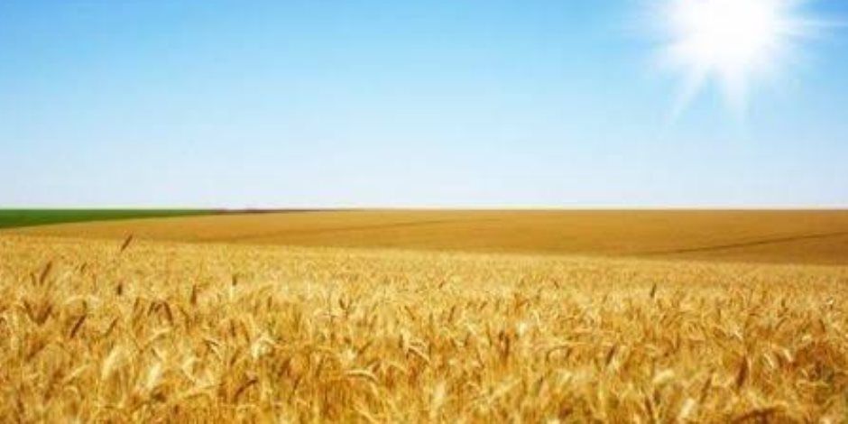 وزير التموين: نستهدف استلام 5 ملايين قمح محلى هذا العام لتعزيز المخزون