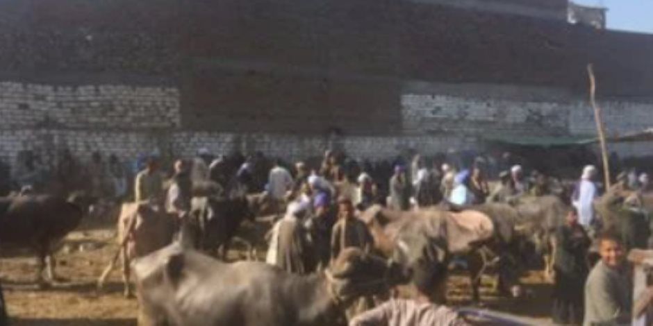 ضبط المتهم بقتل تاجر مواشي في خلاف على شراء جاموسة بإحدى أسواق قنا