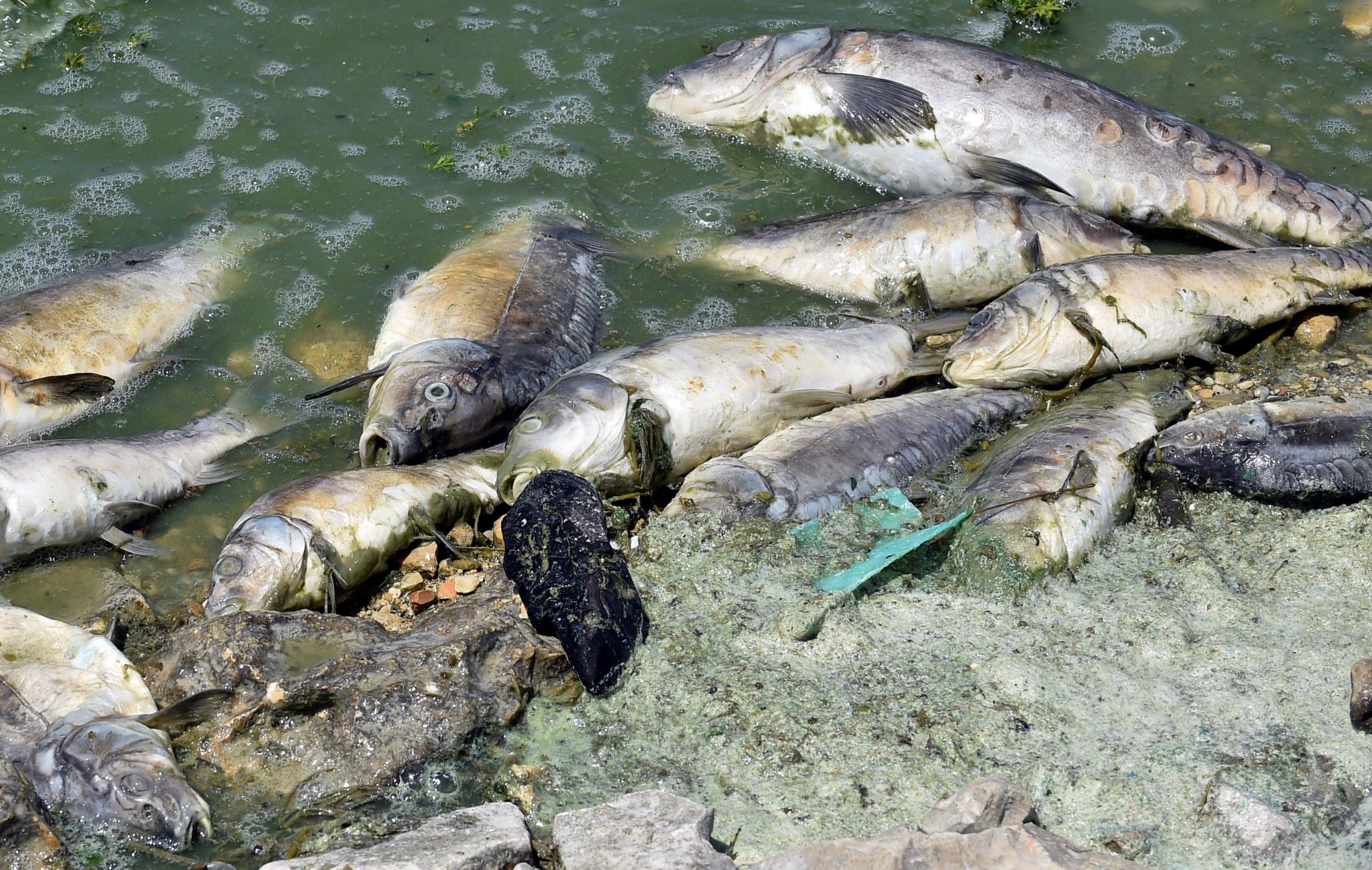 نفوق أسماك بحيرة النوبة بشكل صادم يثير...